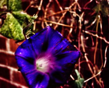 Close-up of purple flowers