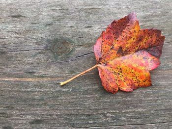 Close-up of autumn leaf on table