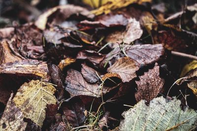 Close-up of dried leaves on wood