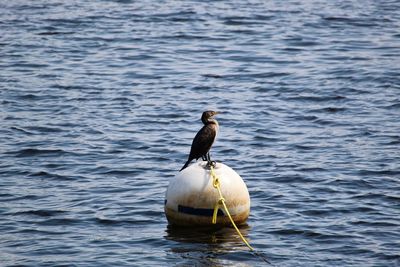 Duck swimming in lake