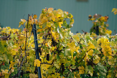 Close-up of yellow flowering plants