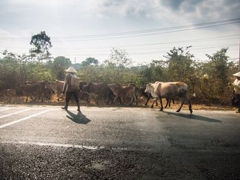 Rear view of herder herding cows on road against cloudy sky