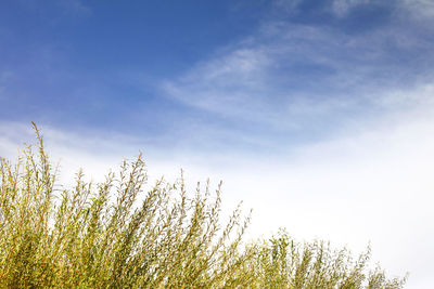 Low angle view of plants against blue sky