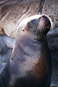 Close-up of sea lion