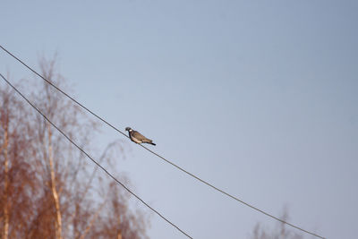 Low angle view of bird perching on cable against sky