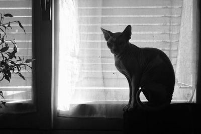Sphynx hairless cat sitting on window sill against curtain