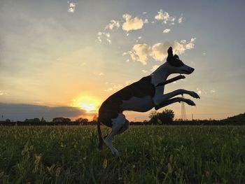 Man on field against sky during sunset