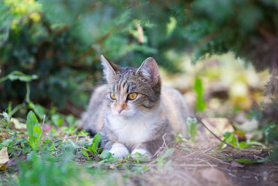 Portrait of cat sitting on ground