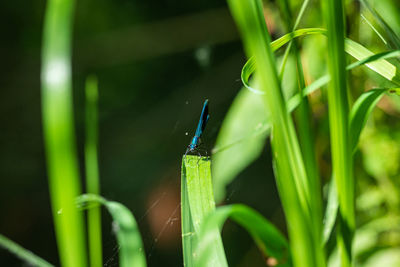 Close-up of an insect on green grass