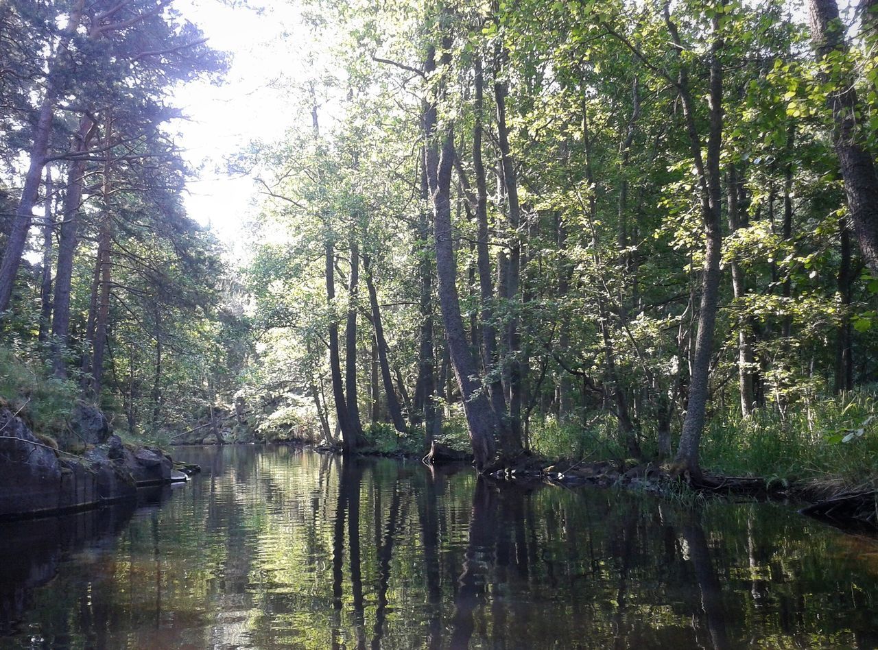 LAKE AMIDST TREES IN FOREST AGAINST SKY