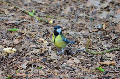 High angle view of bird perching on a field