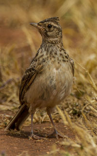 Close-up of a bird perching on a field