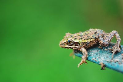 Close-up of frog on green leaf