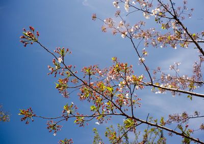 Close-up of plants against clear blue sky