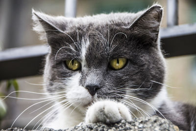 Close-up portrait of cat