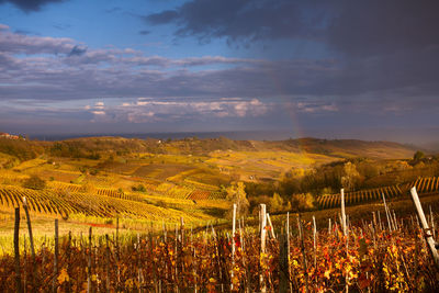 Scenic view of vineyard against sky