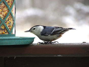 Bird perching on railing