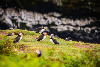 Birds on field