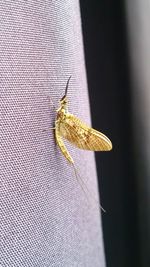 Close-up of insect on white surface