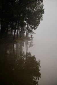 Trees by lake in forest against sky