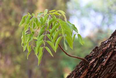 Young sprouting branch on rough bark tree