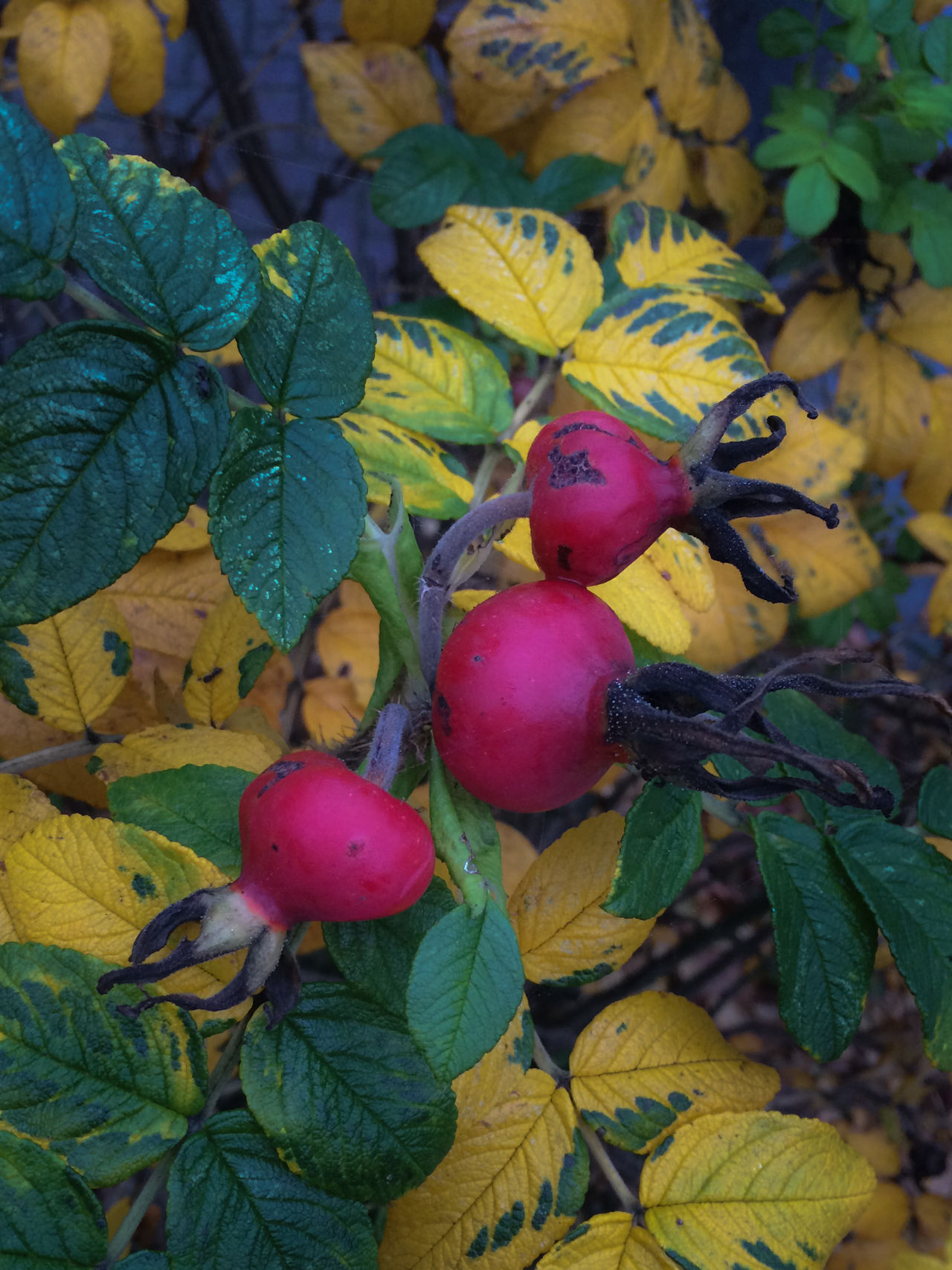 Rugosa rose