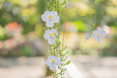 Close-up of white flowering plant