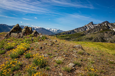 Plants growing on land against blue sky