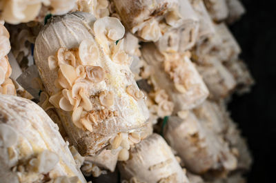 Mushroom cultivation, mushroom growing in farm