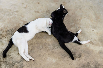 High angle view of black cat