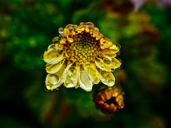 Close-up of yellow flower