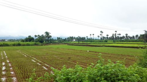 Scenic view of grassy field against sky