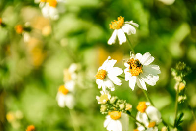 Close-up of bee pollinating flower