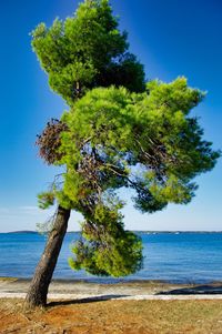 Tree by sea against clear blue sky