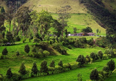 Scenic view of trees on grassy field