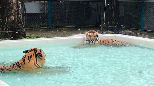 View of horse in swimming pool at zoo