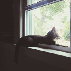 Cat looking through window