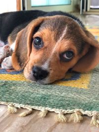 Close-up portrait of dog at home