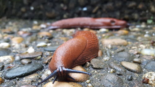 Close-up of snail on rock