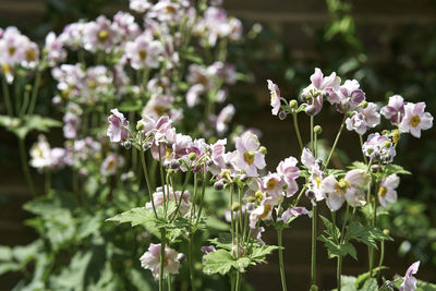 Close-up of purple flowering plant