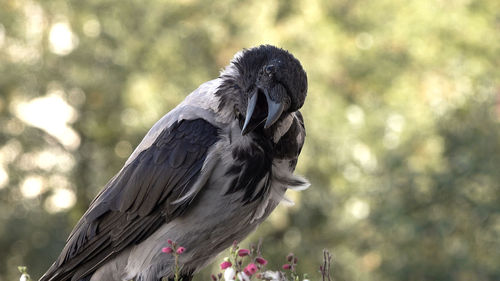 Low angle view of bird perching on statue