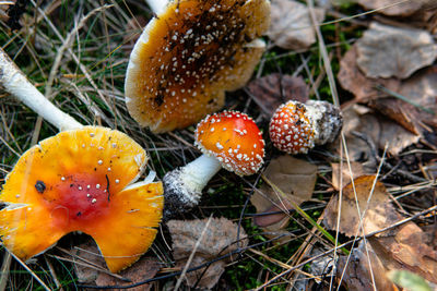 High angle view of mushrooms growing on field