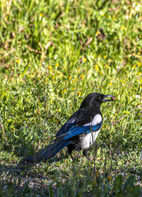 Close-up of bird perching on field