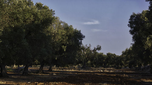 Trees on field against sky