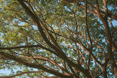 Low angle view of trees against sky