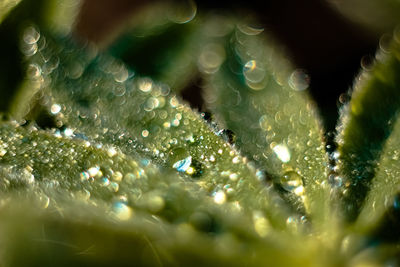Close-up of raindrops on leaves