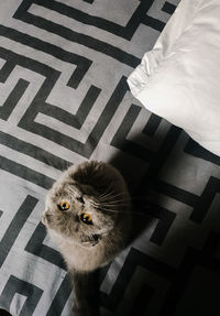 High angle view of cat sitting on floor at home