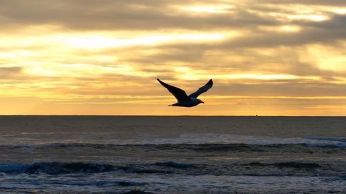 Silhouette bird flying over sea during sunset