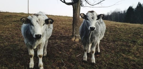 Portrait of cows standing on field