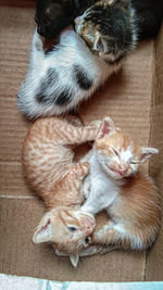 High angle view of cats sleeping on floor